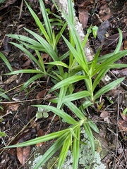 Cyperus albostriatus