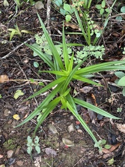 Cyperus albostriatus