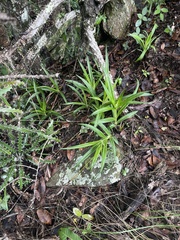 Cyperus albostriatus