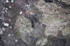 Phedina borbonica