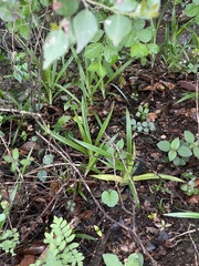 Cyperus albostriatus