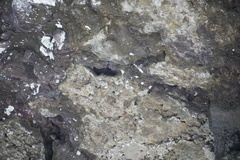 Phedina borbonica