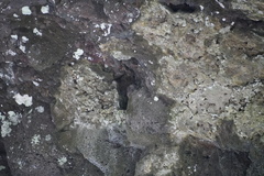 Phedina borbonica