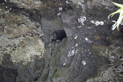 Phedina borbonica