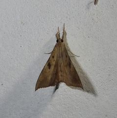 Oxyodes scrobiculata