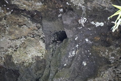 Phedina borbonica