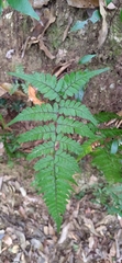 Athyrium arisanense