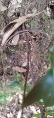 Athyrium arisanense