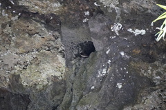 Phedina borbonica