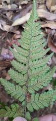 Athyrium arisanense