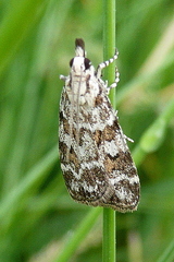 Scoparia pyralella