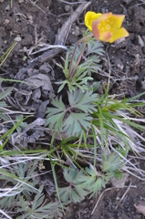 Anemone biflora gortschakowii