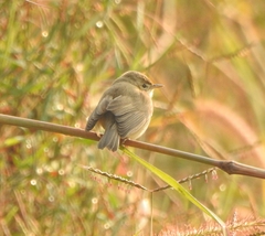 Iduna caligata