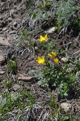Anemone biflora gortschakowii