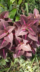 Coleus scutellarioides