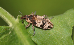 Bothynoderes affinis