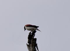 Cinnyricinclus leucogaster