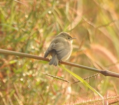 Iduna caligata