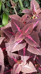 Coleus scutellarioides
