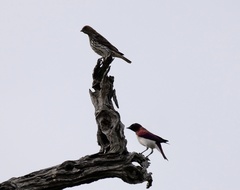 Cinnyricinclus leucogaster