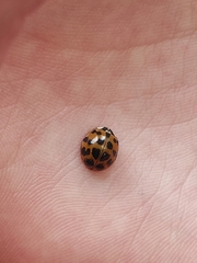Harmonia axyridis