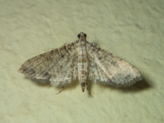 Massepha
