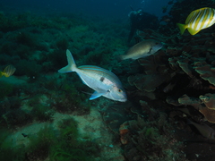 Nemadactylus valenciennesi