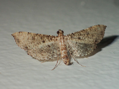 Massepha