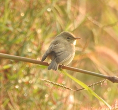 Iduna caligata