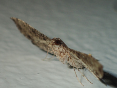 Massepha