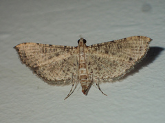 Massepha