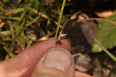Scleria pauciflora
