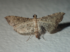 Massepha