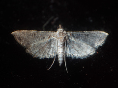 Massepha