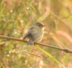Iduna caligata