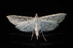 Massepha