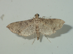 Massepha