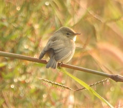 Iduna caligata
