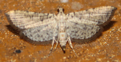 Massepha
