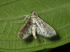 Massepha