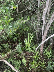 Chlorophytum bowkeri