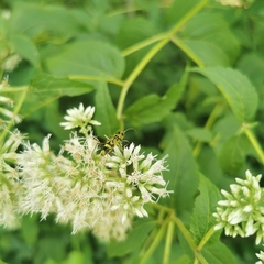Chlorophorus miwai