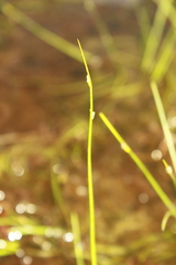 Schoenoplectus subterminalis