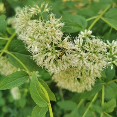 Chlorophorus miwai