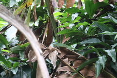 Bronchocela cristatella