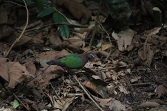 Chalcophaps indica