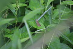 Pelopidas mathias