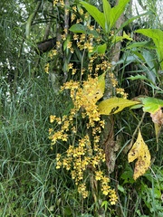 Oncidium