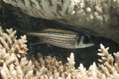 Neoniphon sammara