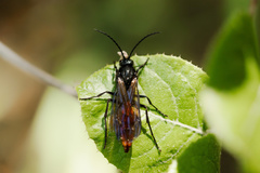 Elaphroptera